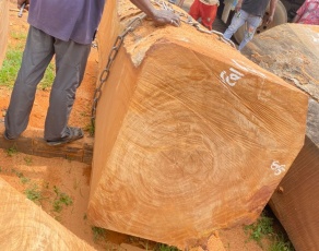 gỗ nhập khẩu