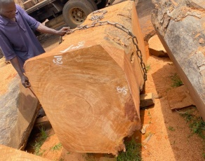 gỗ cây nhập khẩu