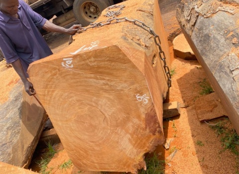 gỗ cây nhập khẩu